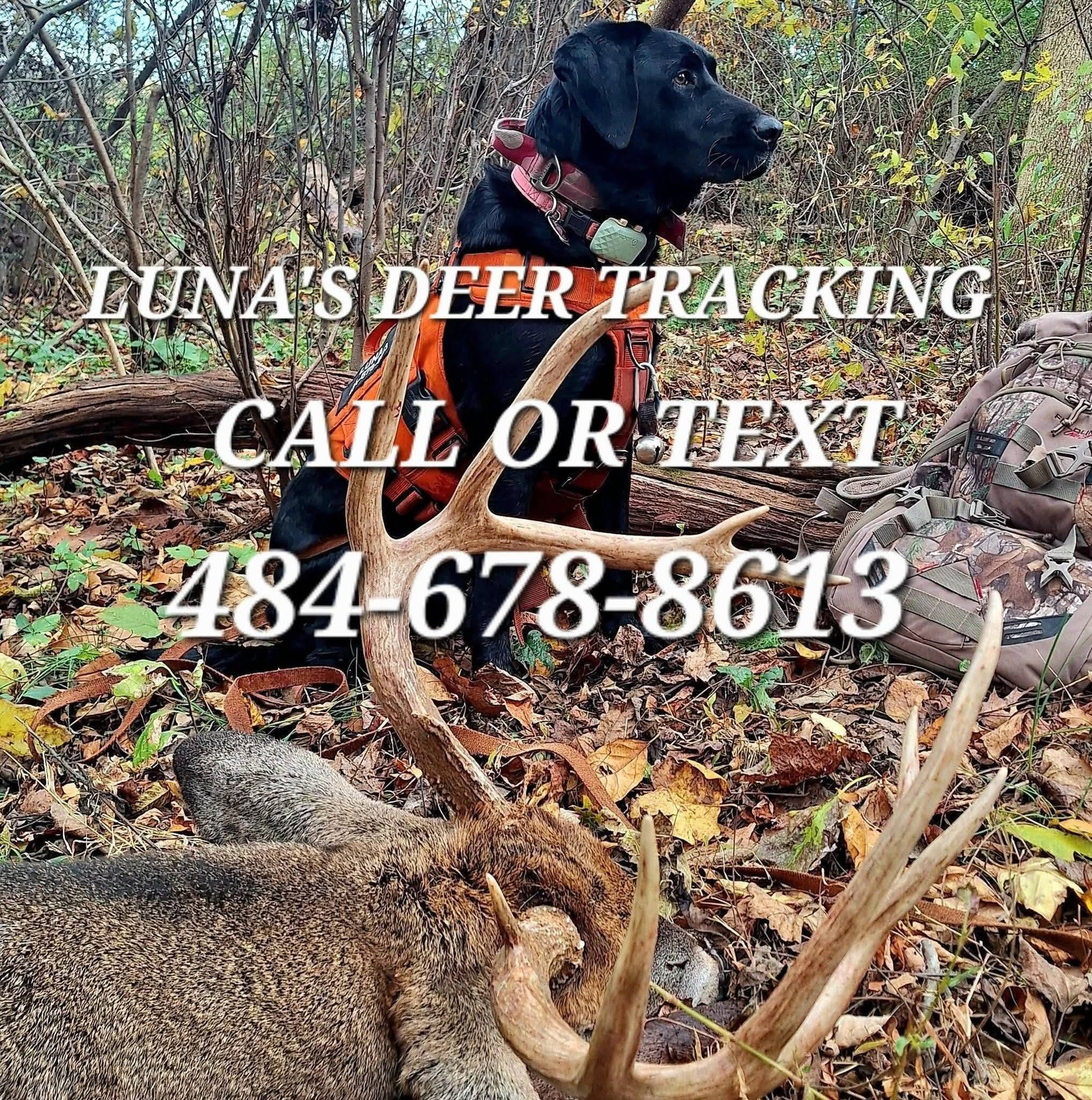 Luna's Deer Tracking